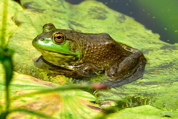2018養青蛙賺錢嗎？青蛙養殖的利潤與投資成本及前景預測