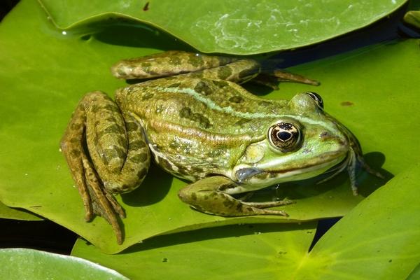 2018養青蛙賺錢嗎？青蛙養殖的利潤與投資成本及前景預測