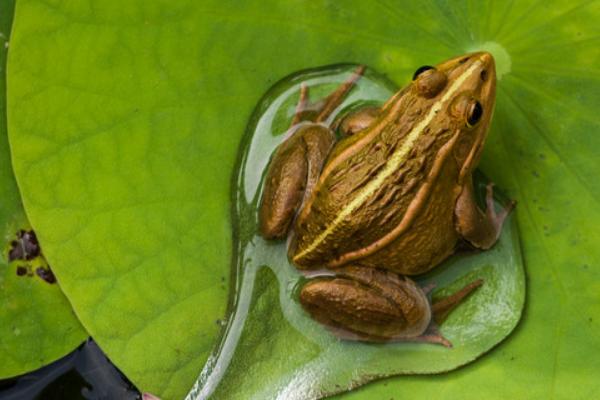 2018養青蛙賺錢嗎？青蛙養殖的利潤與投資成本及前景預測
