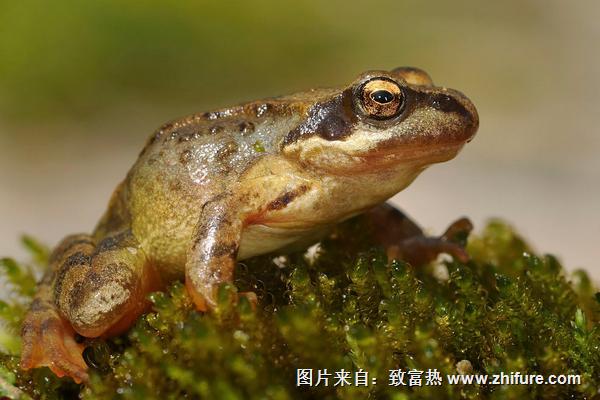 2018養林蛙賺錢嗎？林蛙養殖的利潤與投資成本及前景預測