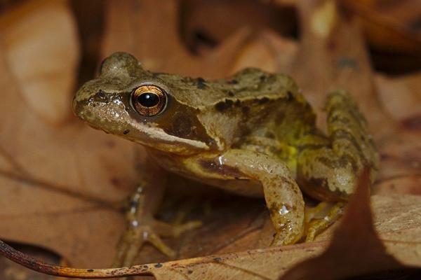 2018養林蛙賺錢嗎?林蛙養殖的利潤與投資成本及前景預測