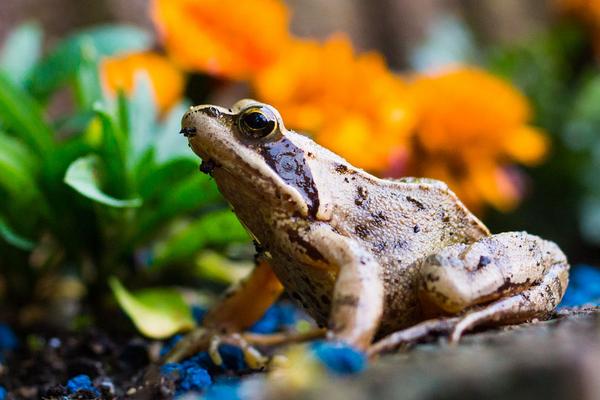2018養林蛙賺錢嗎?林蛙養殖的利潤與投資成本及前景預測
