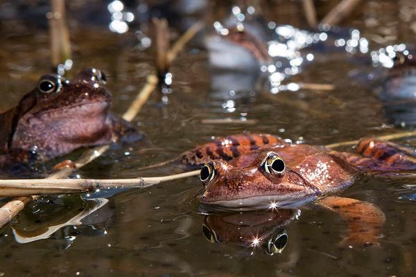 2018養林蛙賺錢嗎?林蛙養殖的利潤與投資成本及前景預測