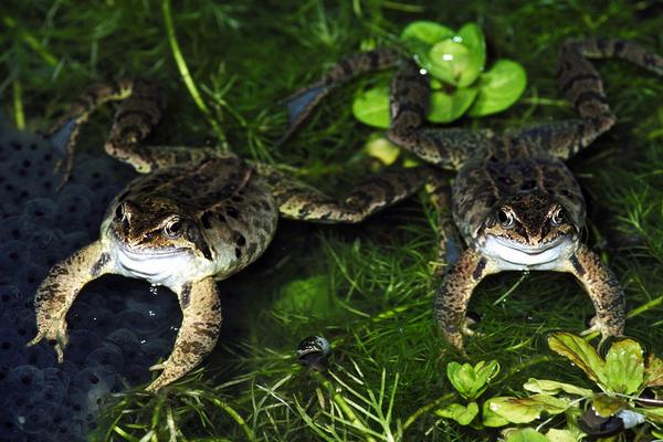 2018養林蛙賺錢嗎?林蛙養殖的利潤與投資成本及前景預測