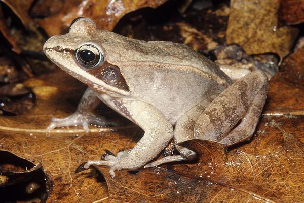 2018養林蛙賺錢嗎?林蛙養殖的利潤與投資成本及前景預測