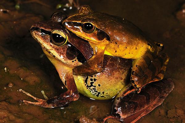 2018養林蛙賺錢嗎?林蛙養殖的利潤與投資成本及前景預測