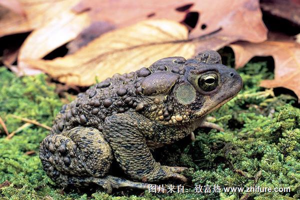 2018養(yǎng)蟾蜍賺錢嗎？蟾蜍養(yǎng)殖的利潤與投資成本及前景預(yù)測