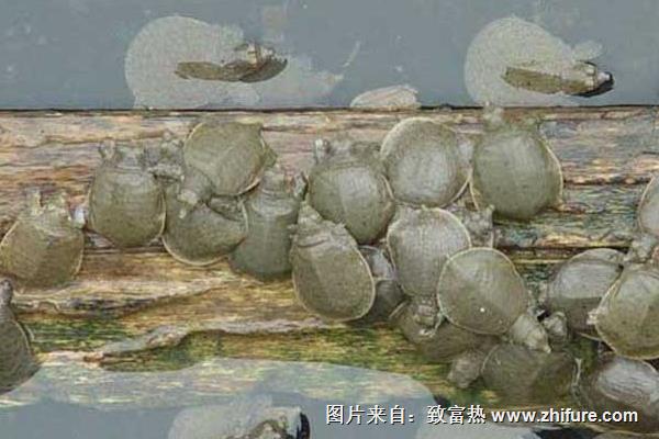 甲魚養(yǎng)殖一畝地養(yǎng)多少