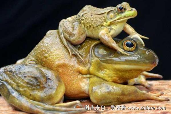 2018養(yǎng)牛蛙賺錢嗎？牛蛙養(yǎng)殖的利潤與投資成本及前景預(yù)測