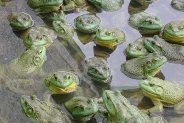 2018養牛蛙賺錢嗎?牛蛙養殖的利潤與投資成本及前景預測