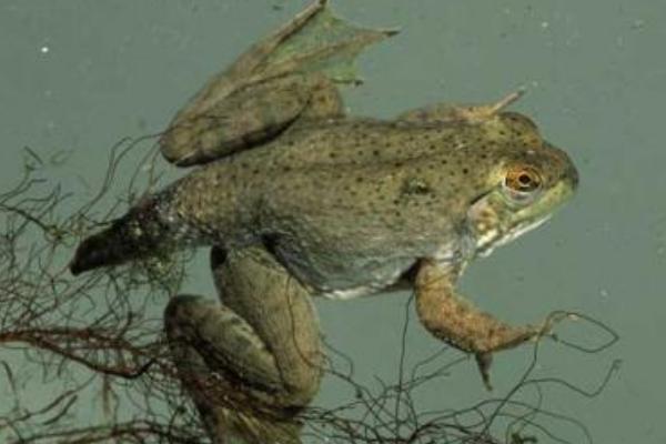 2018養牛蛙賺錢嗎?牛蛙養殖的利潤與投資成本及前景預測