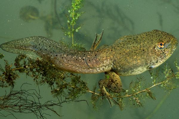 2018養牛蛙賺錢嗎?牛蛙養殖的利潤與投資成本及前景預測