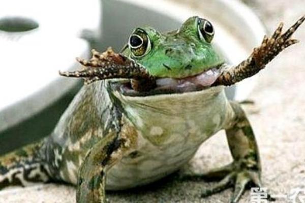 2018養牛蛙賺錢嗎?牛蛙養殖的利潤與投資成本及前景預測