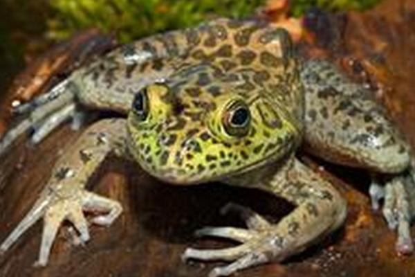 2018養牛蛙賺錢嗎?牛蛙養殖的利潤與投資成本及前景預測