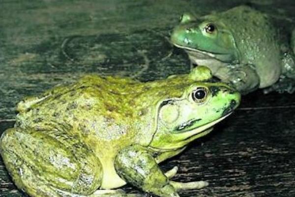 2018養牛蛙賺錢嗎?牛蛙養殖的利潤與投資成本及前景預測