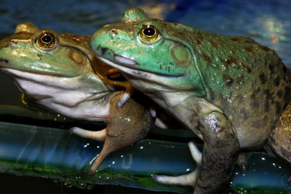 2018養牛蛙賺錢嗎?牛蛙養殖的利潤與投資成本及前景預測
