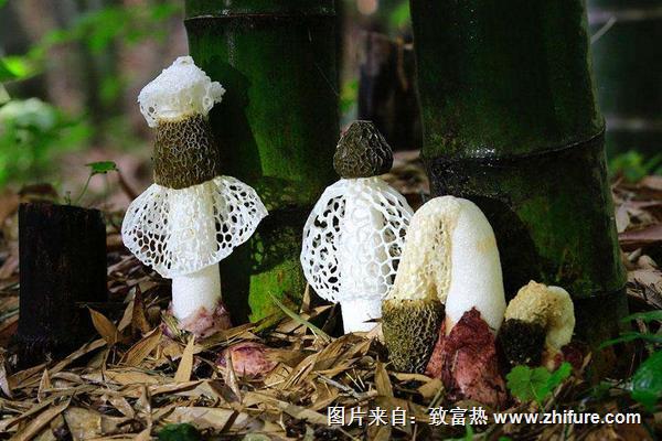 竹蓀種植成本與效益