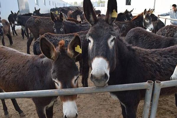 養驢配種有哪些注意事項？如何進行人工授精？