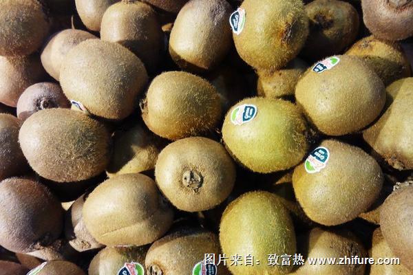 獼猴桃可以放冰箱冷藏嗎