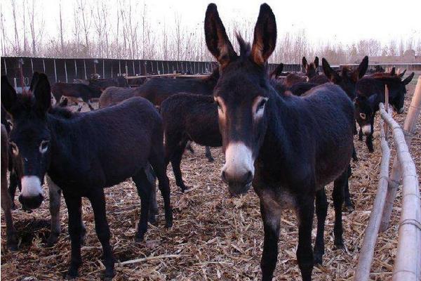 養驢配種有哪些注意事項？如何進行人工授精？