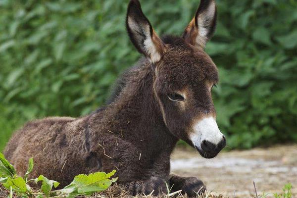 養驢配種有哪些注意事項？如何進行人工授精？