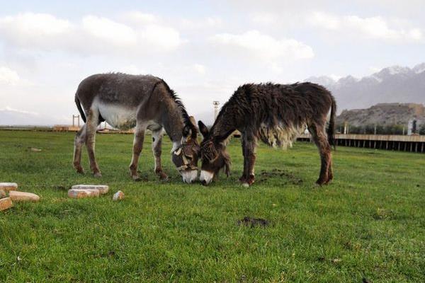 養驢配種有哪些注意事項？如何進行人工授精？