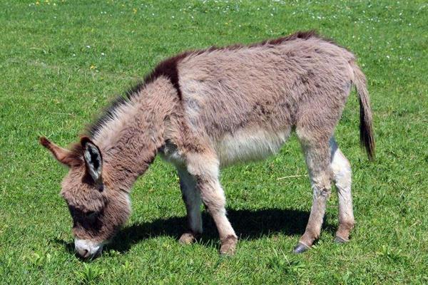 養驢配種有哪些注意事項？如何進行人工授精？