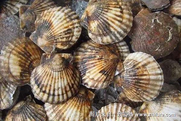 2018養扇貝賺錢嗎?扇貝養殖的利潤與投資成本及前景預測