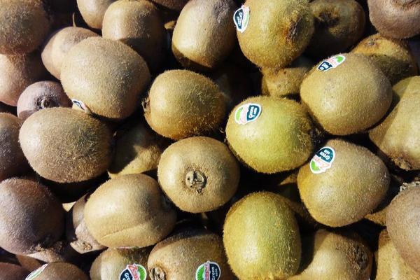 為什么獼猴桃放久了有酒味