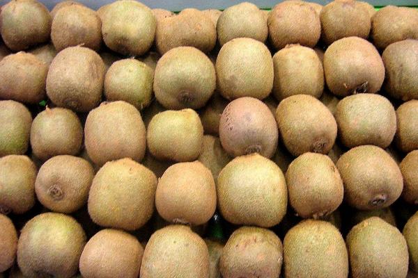 為什么獼猴桃放久了有酒味