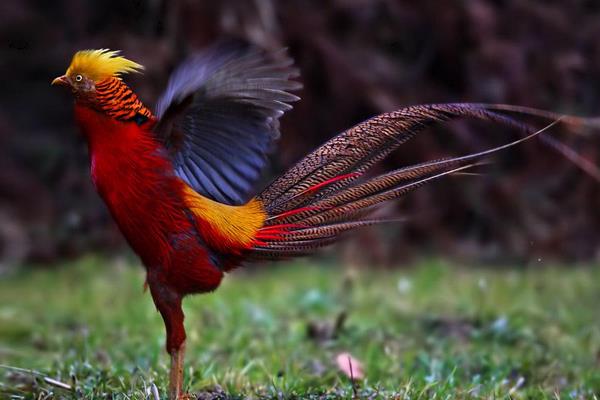 紅腹錦雞的養(yǎng)殖經驗