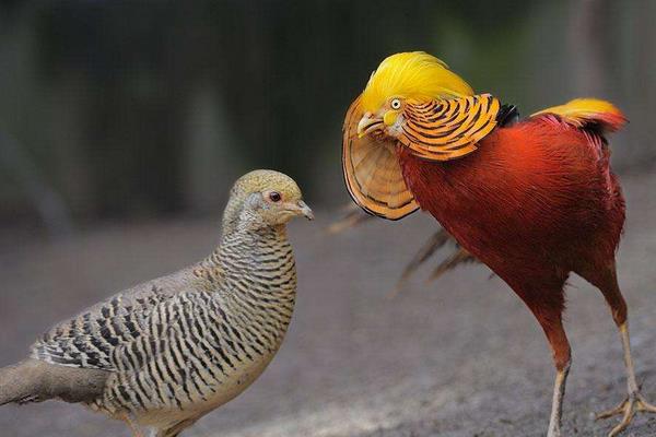 紅腹錦雞的養(yǎng)殖經驗