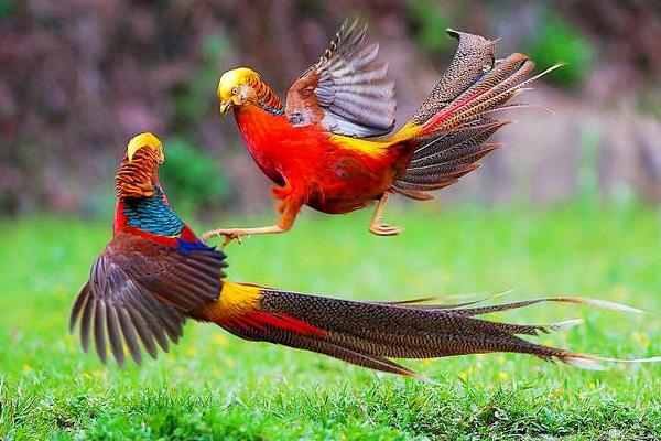 紅腹錦雞的養(yǎng)殖經驗