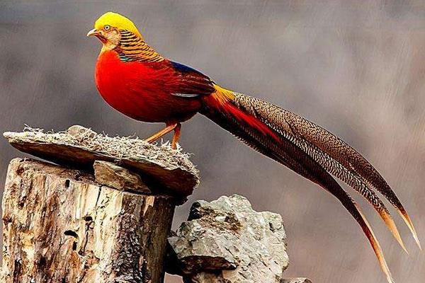 紅腹錦雞的養(yǎng)殖經驗