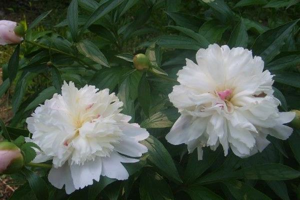 帶你了解白芍的綜合市場分析