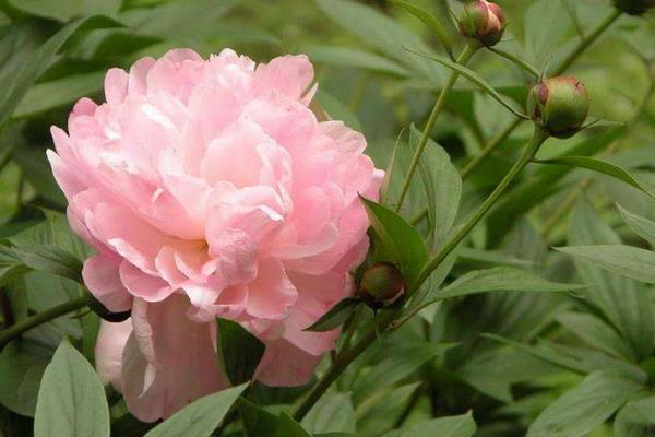 帶你了解白芍的綜合市場分析