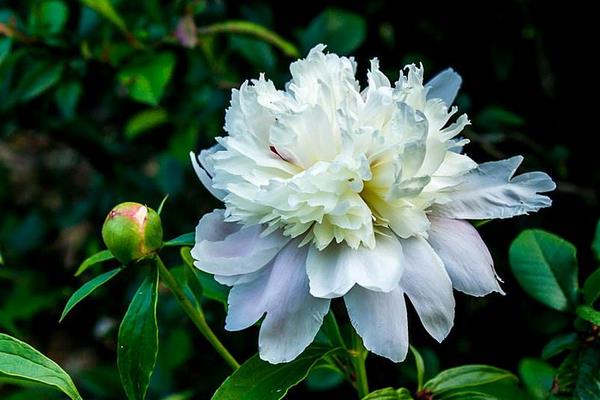 帶你了解白芍的綜合市場分析