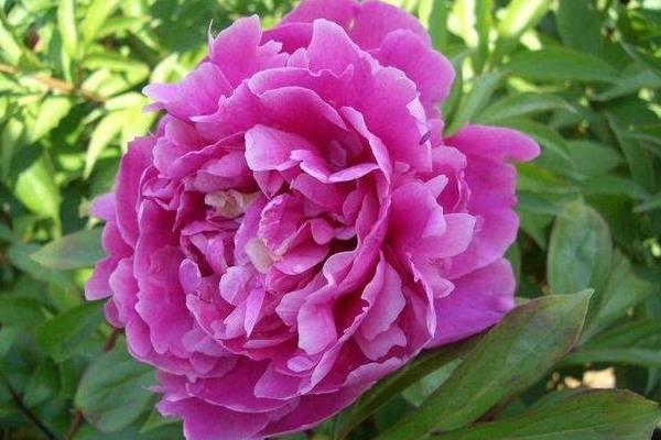 帶你了解白芍的綜合市場分析