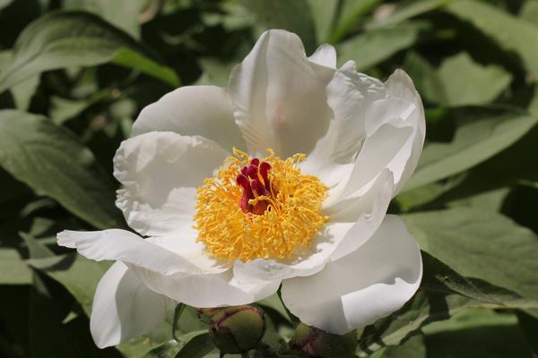 帶你了解白芍的綜合市場分析