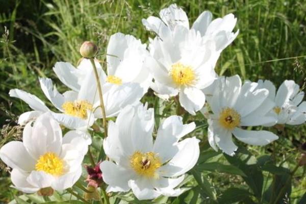 帶你了解白芍的綜合市場分析