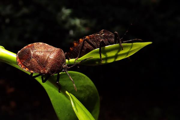 中藥九香蟲2015行情看好 價格破1000元