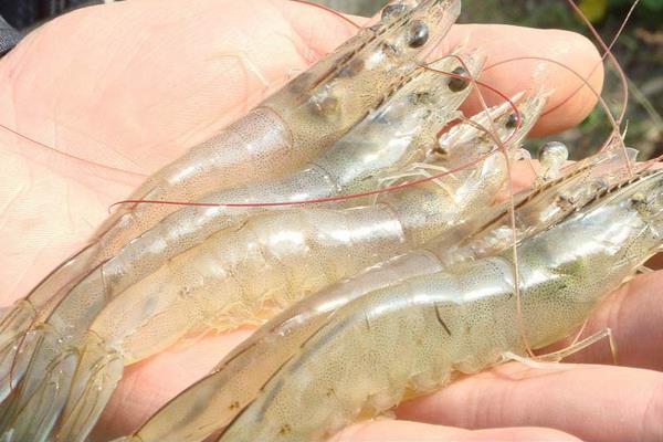 養蝦喂避孕藥嗎