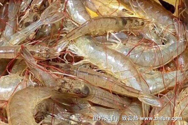 養蝦喂避孕藥嗎