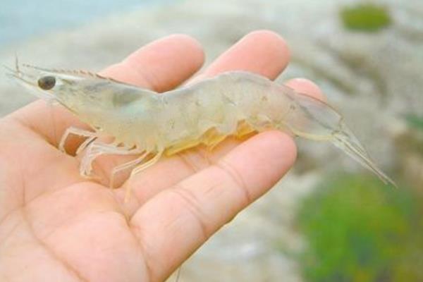 養蝦喂避孕藥嗎