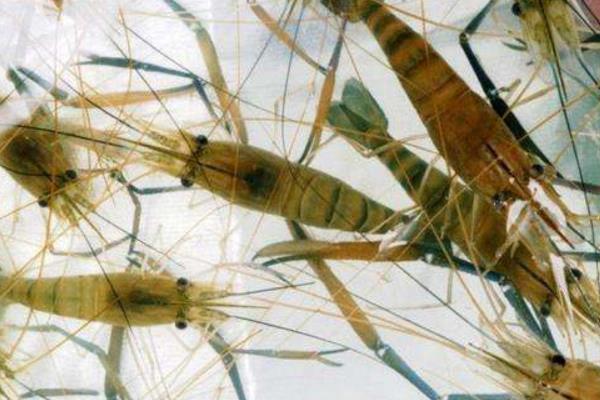 養蝦喂避孕藥嗎