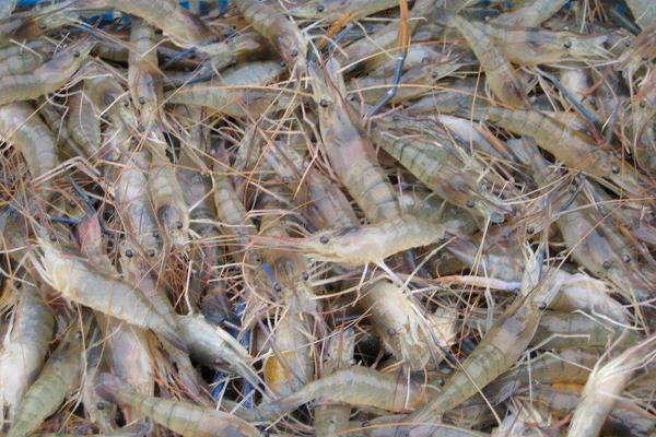 養蝦喂避孕藥嗎