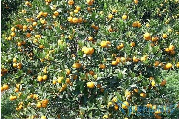 種一畝柑桔能賺多少錢？種柑桔的成本和利潤