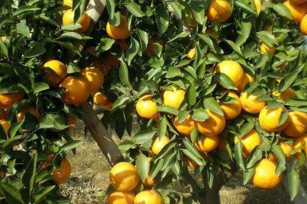 種一畝柑桔能賺多少錢？種柑桔的成本和利潤