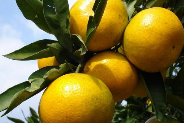 種一畝柑桔能賺多少錢？種柑桔的成本和利潤