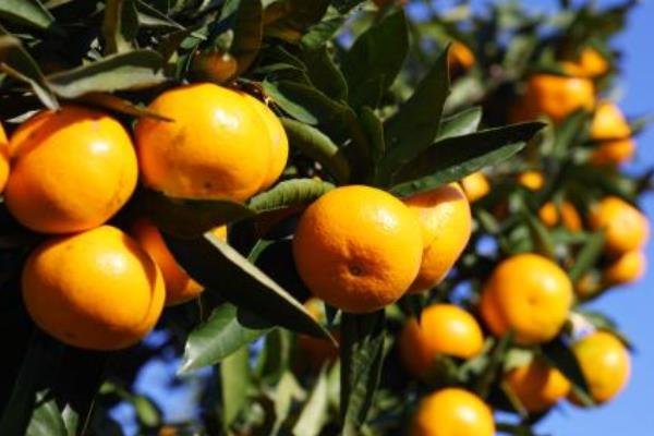 種一畝柑桔能賺多少錢？種柑桔的成本和利潤
